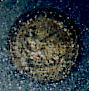 Jersey_Railway_Company-Button